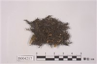 藏品(南亞瓦鳞蘚)的圖片